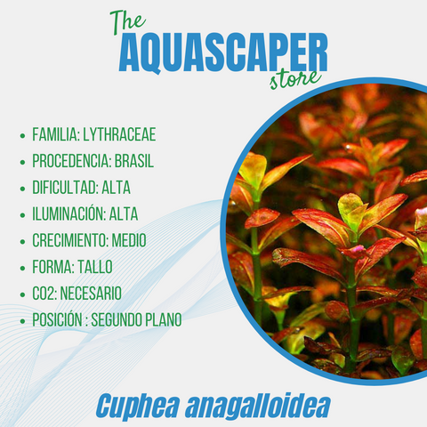 Cuphea anagalloidea