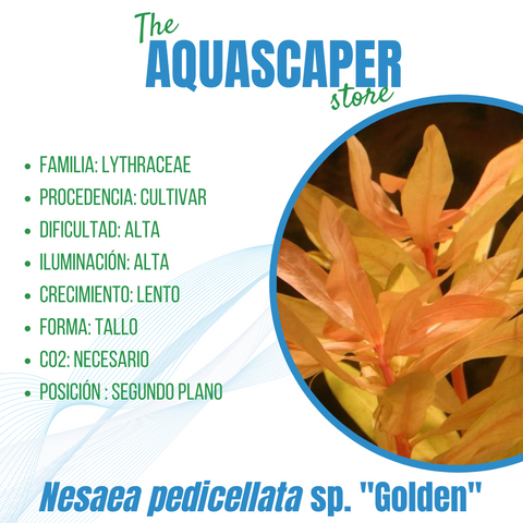 Nesaea pedicellata sp. "Golden"