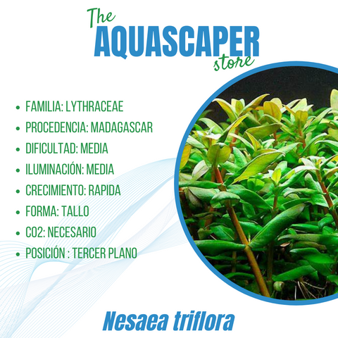 Nesaea triflora