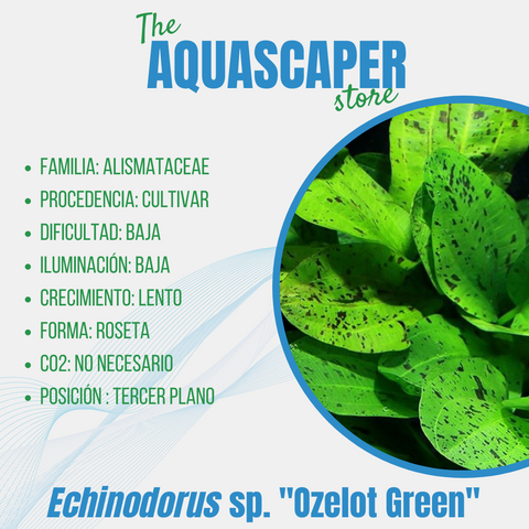 Echinodorus sp. "Ozelot Green"