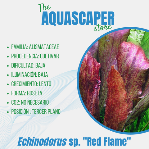 Echinodorus sp. "Red Flame"