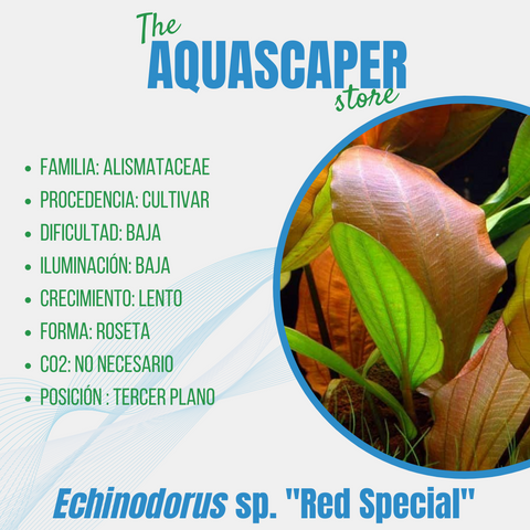 Echinodorus sp. "Red Special"