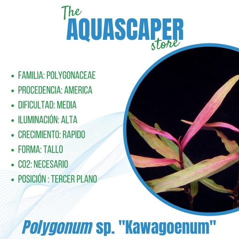 Polygonum sp. "Kawagoenum"