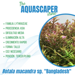 Rotala macandra sp. "Bangladesh"