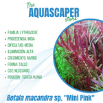 Rotala macandra sp. "Mini Pink"