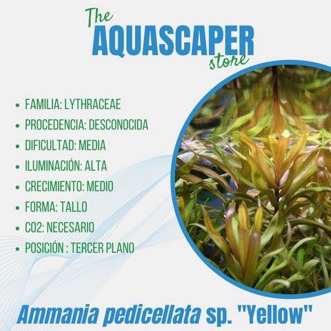 Ammania pedicellata sp. "Yellow"