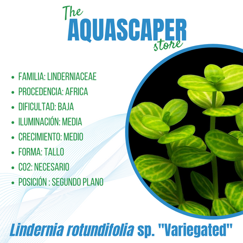 Lindernia rotundifolia sp. "variegated"