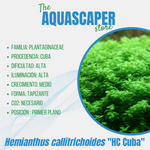 Hemianthus callitrichoides "HC Cuba"
