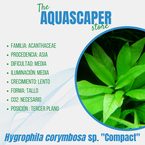 Hygrophila corymbosa sp. "Compact"