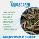 Hygrophila lancea sp. "Araguaia"