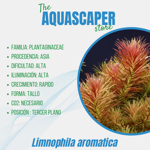 Limnonphila aromatica