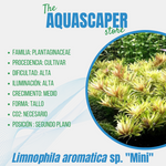 Limnophila aromatica sp. "Mini"