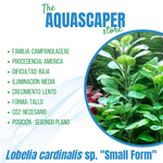 Lobelia cardinalis var. "Small form"