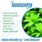 Tonina fluviatilis sp. "Lotus Blossom"