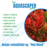 Rotala rotundifolia sp. "Red Blood"