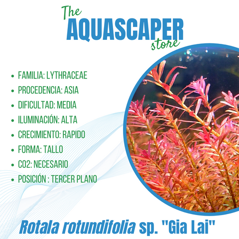 Rotala rotundifolia sp. "Gia Lai"