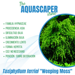 Taxiphyllum ferriei "Weeping moss"