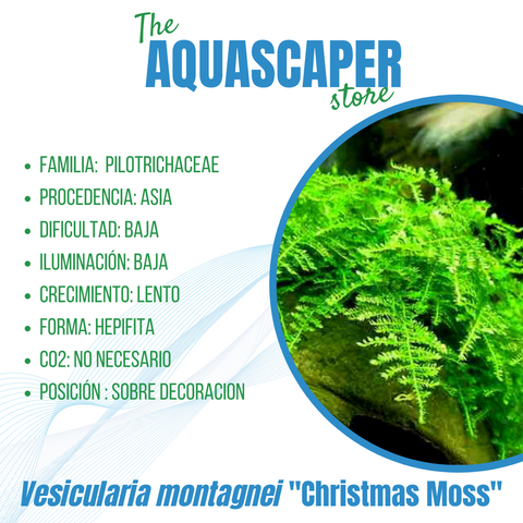 Vesicularia montagnei "Christmass Moss"