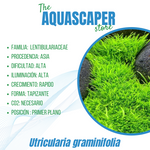 Utricularia gramminifolia