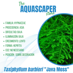 Taxiphyllum barbieri "Java Moss"