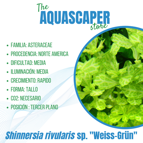 Shinnersia ribularis var. "weiss-grün"