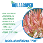 Rotala rotundifolia sp. "Pink"