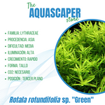 Rotala rotundifolia sp. "Green"