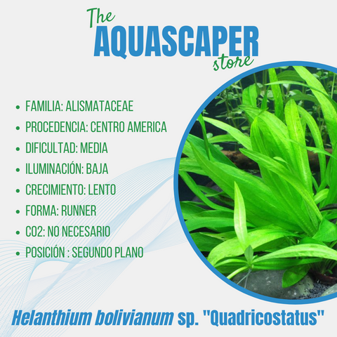 Helanthium bolivianum sp. “Quadricostatus”